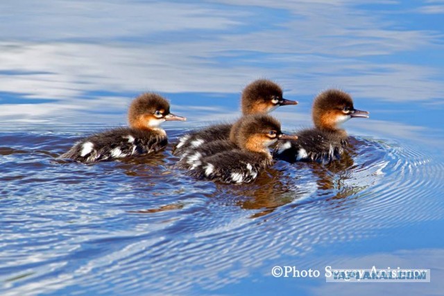 Красота! Лето на Ямале. Фото