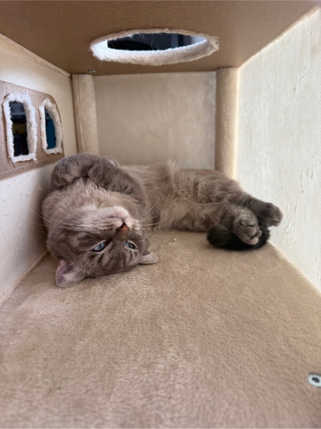 Котовторник 29.09.2026