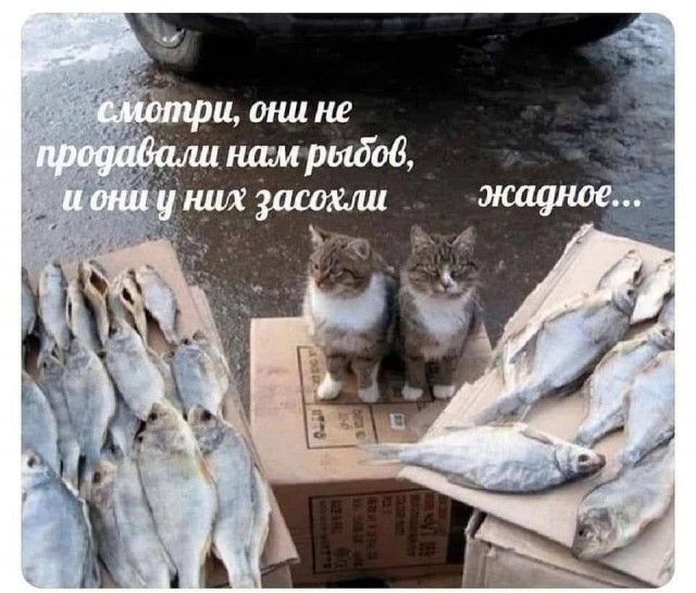 К котовторнику: подборка картинок-баянов с котиками и про котиков. Выпуск 46