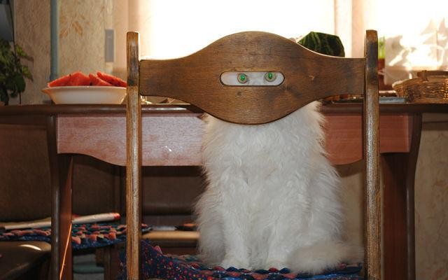 Спрятался!