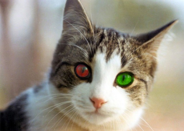 Котейка, который не знает как лежат котейки