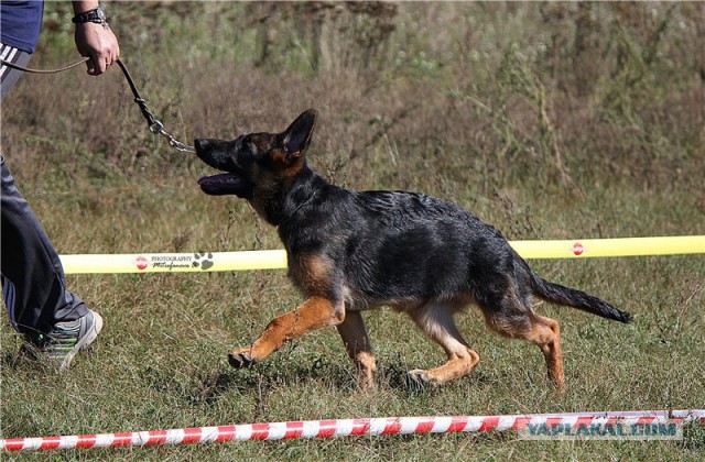 О, my dog