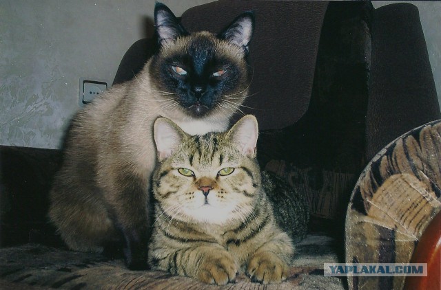 Котовторник 04.03.2014