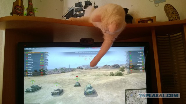 Котовторник 18.03.2014