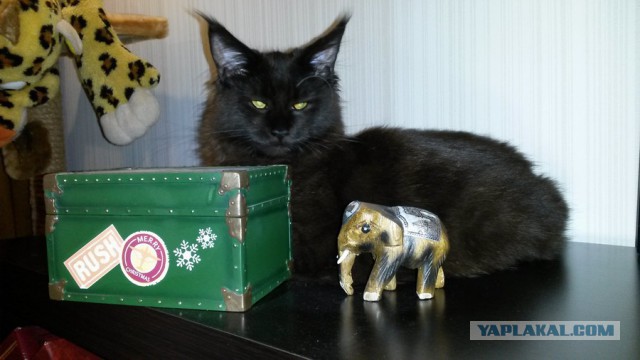 Дома новый котик