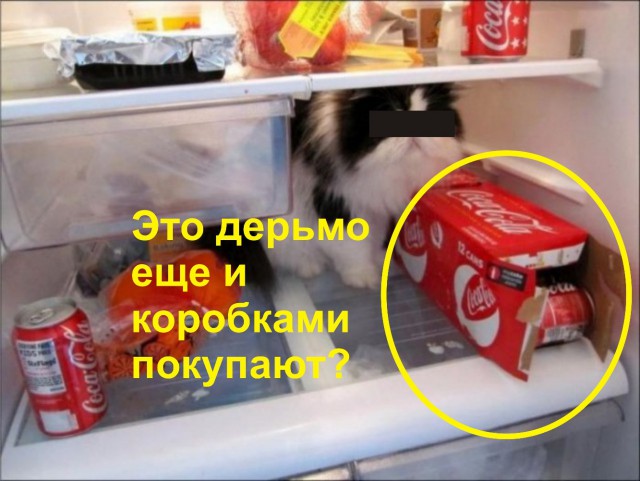 Волшебная коробка с едой и наглой мордой