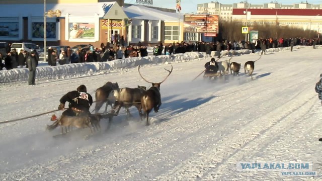 Так вот ты какой, северный олень!