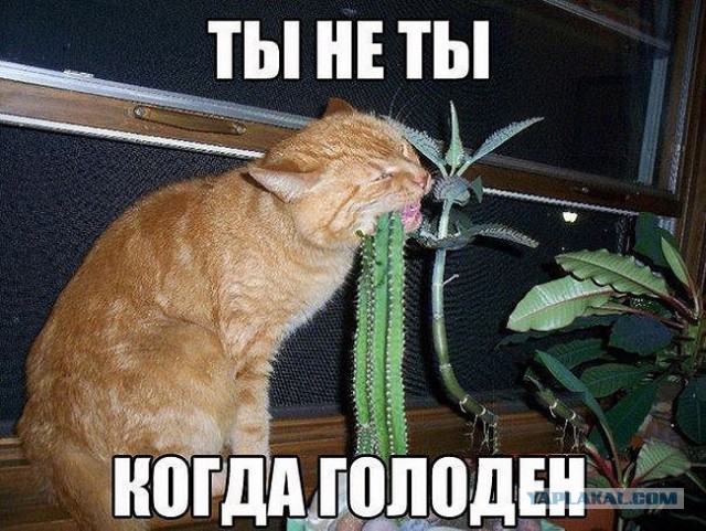 Кот Вася