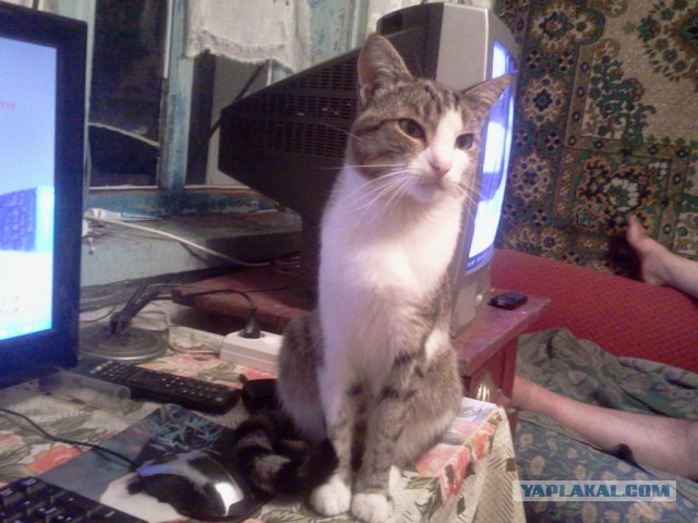 Котовторник 11.08.2015