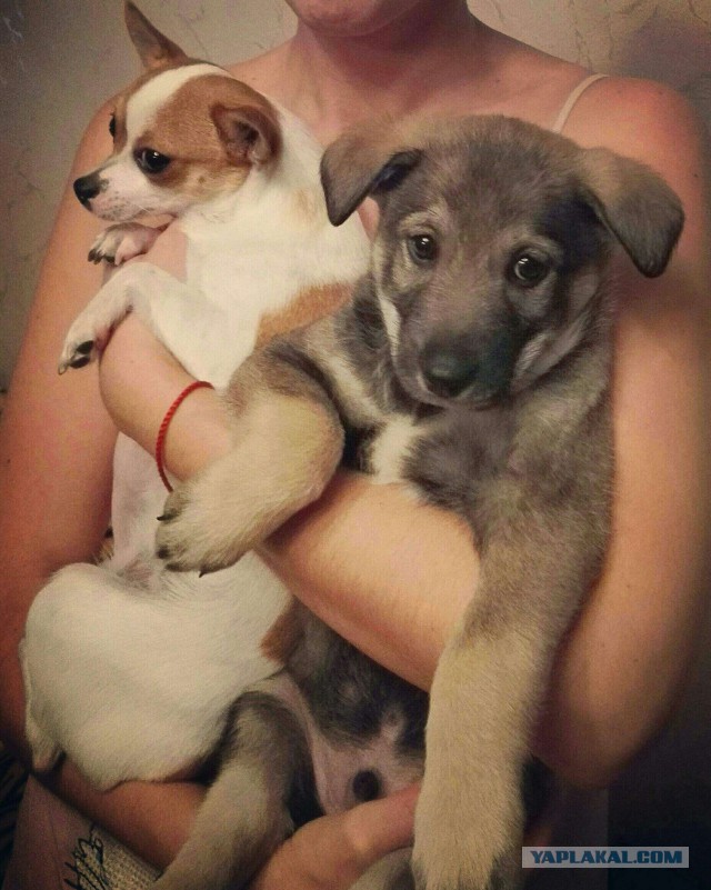 Собакочетверг же, ау!