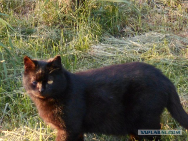 Жизнь домашнего приюта для котеек 113