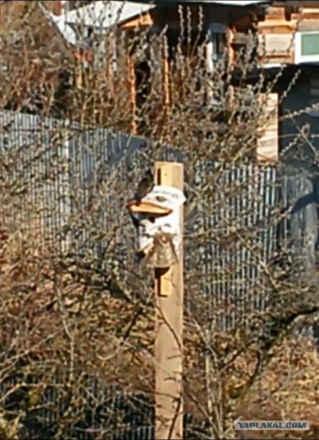 Каких птиц вы видите в городе?