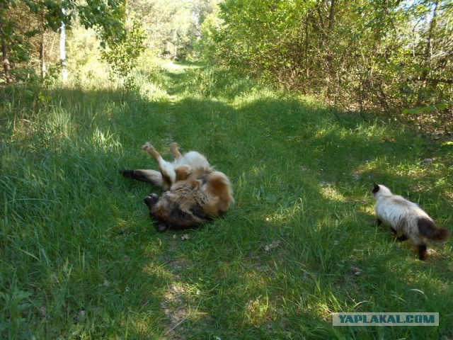 Жизнь домашнего приюта для котеек 114