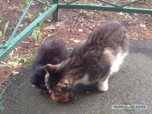 Котовторник 13.09.2016