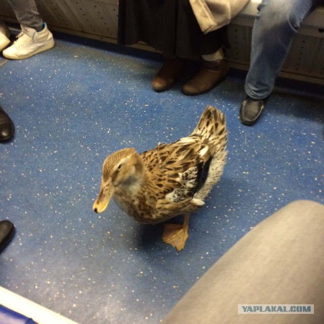 Модники из российского метрополитена