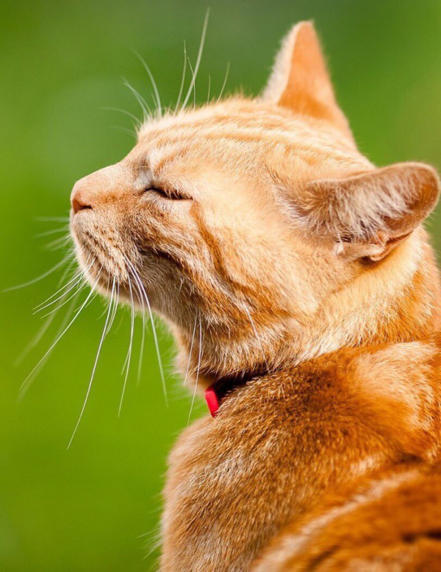Коты из сети
