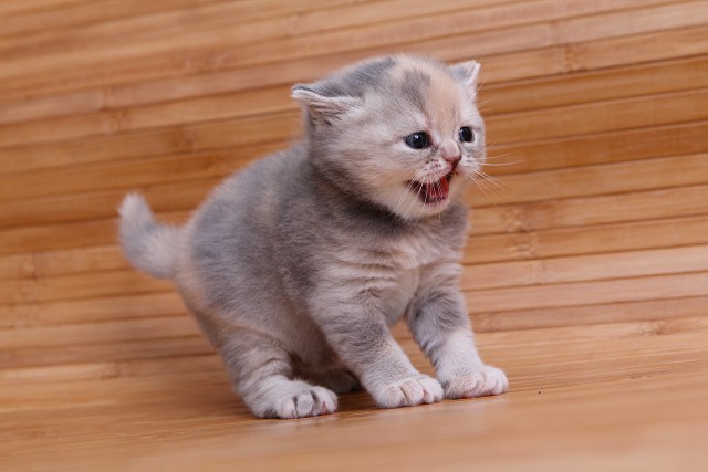 Коты и Кошки