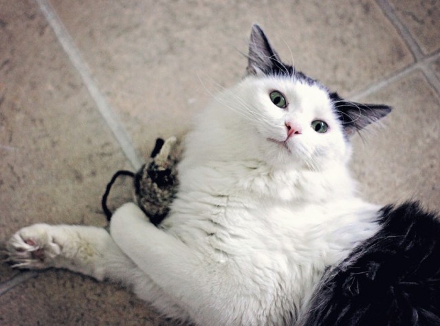 Коты и Кошки