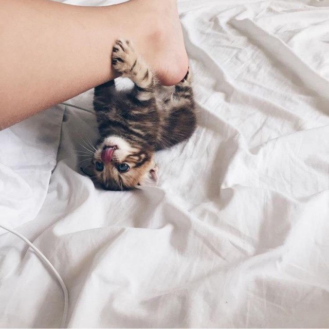 Коты и Кошки