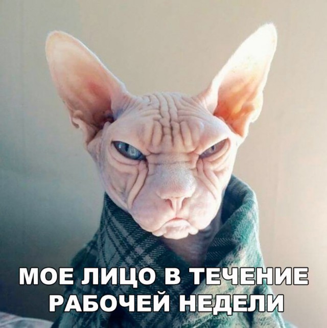 Коты и Кошки