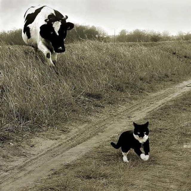 Коты и Кошки