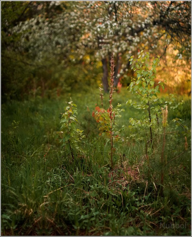 Просто Природа