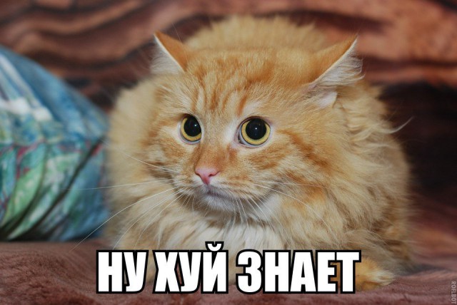 Бобтейл озверел