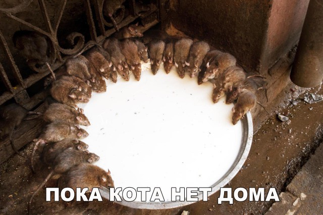 Неадекватные коты