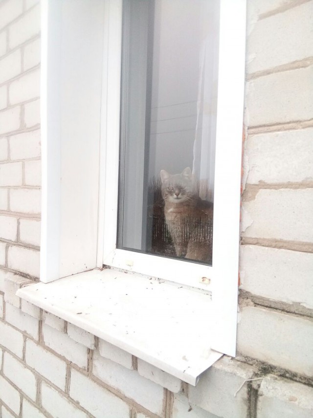 Котовторник 05.06.2018