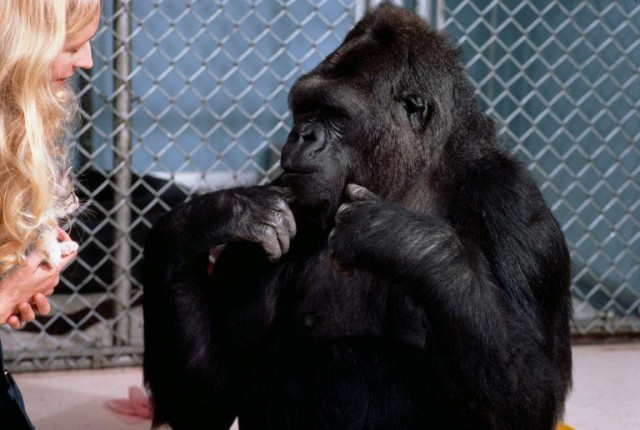 Умерла горилла Коко