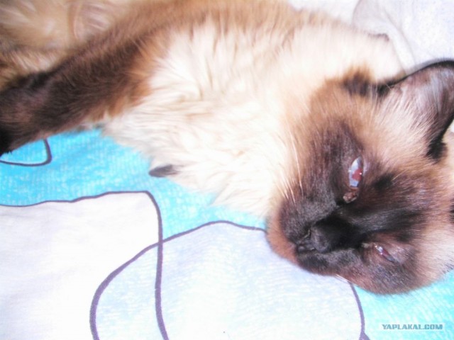 Котовторник на 03.02.2009