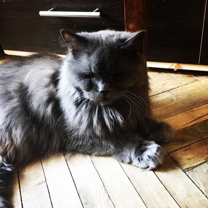Котовторник 07.08.2018