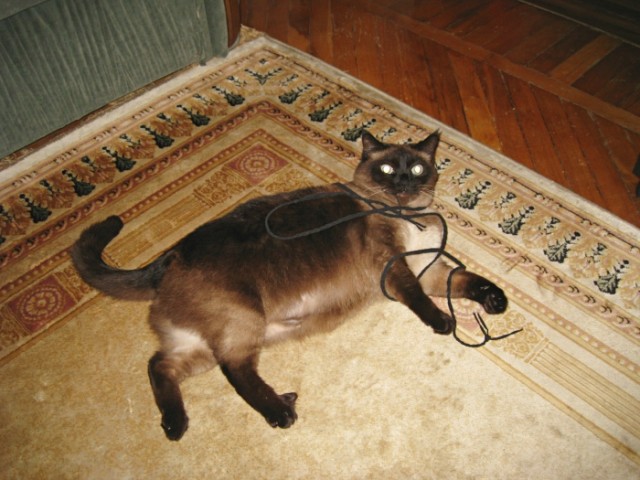 Lolcats - котовторник 33 лолокота!