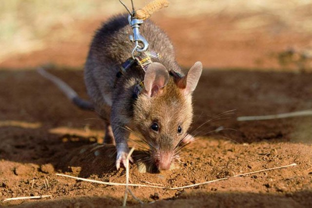 Подготовка крыс-саперов в Танзании и Мозамбике