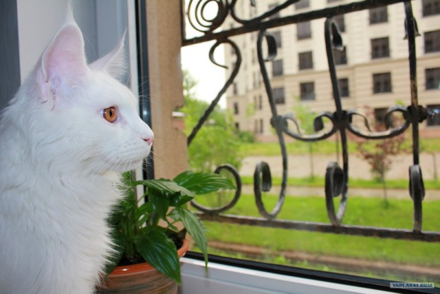 Котовторник на середину июня