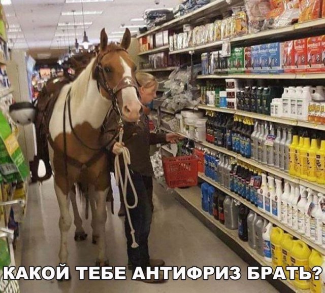 Лента прикольных картинок
