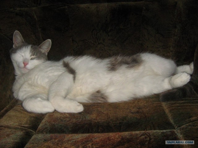 Котовторник 06.12.2011
