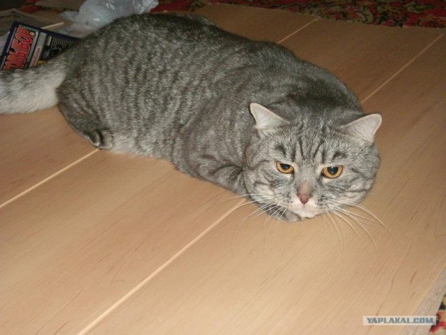 Котовторник 20.12.2011