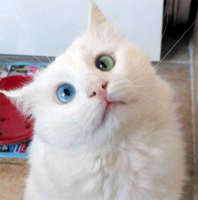 Немного милоты