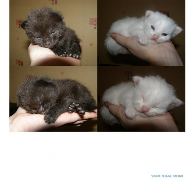 Котовторник 24.04.2012