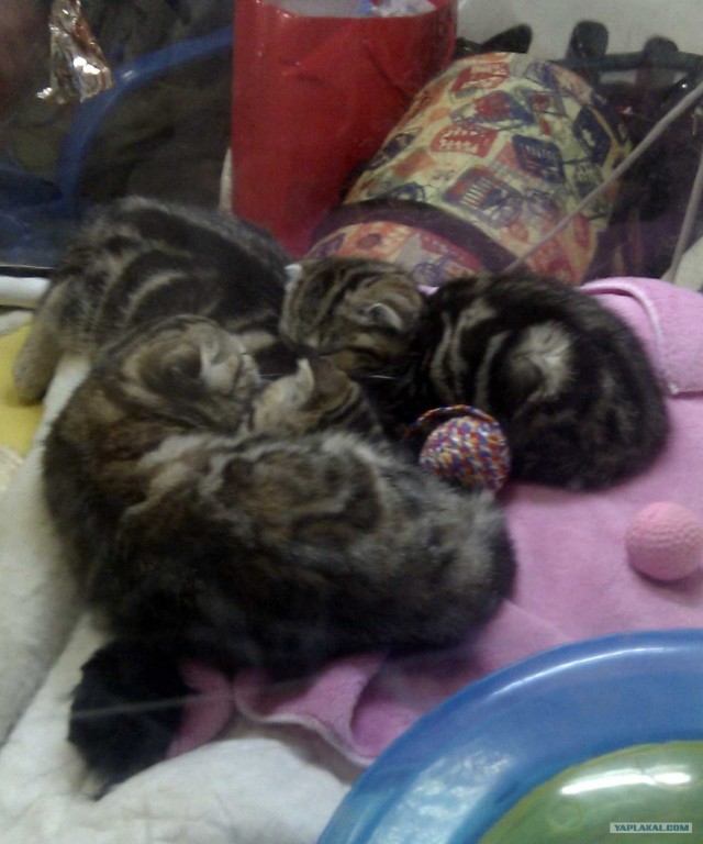 Котовторник   5.06.2012