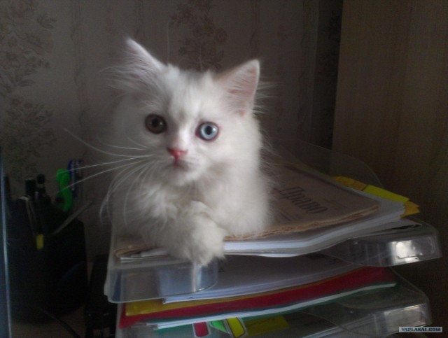 Котовторник  4.09.12