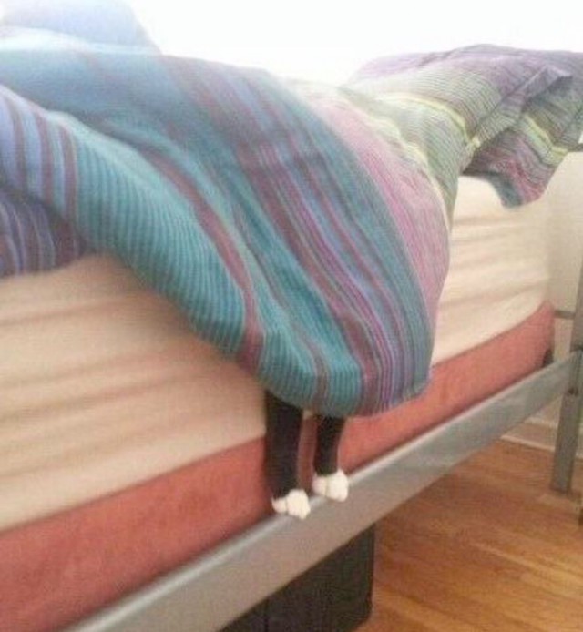 Прикольных котов пост