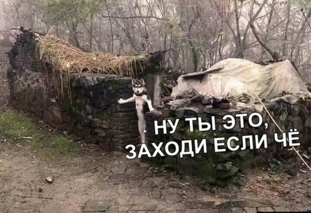 Дурацкие картинки