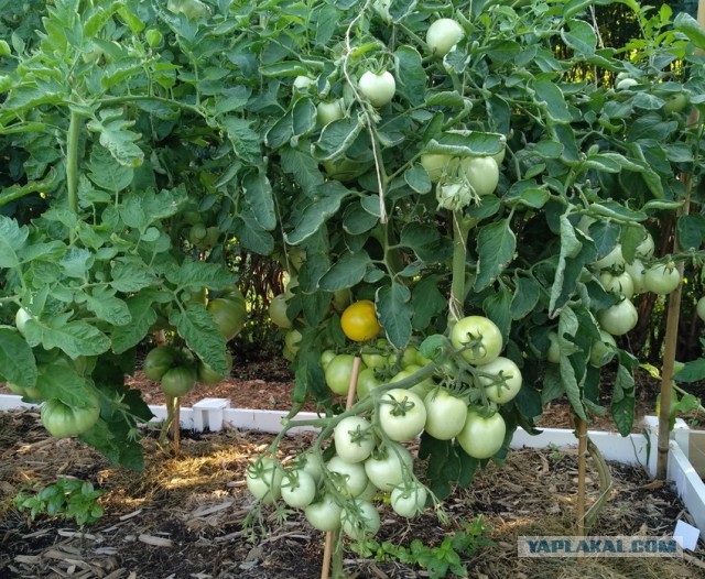 Вкус помидора