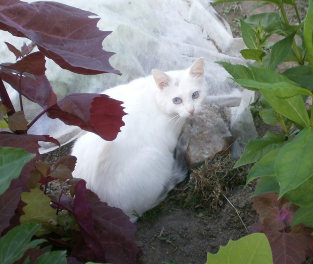 Котовторник 18.06.2019