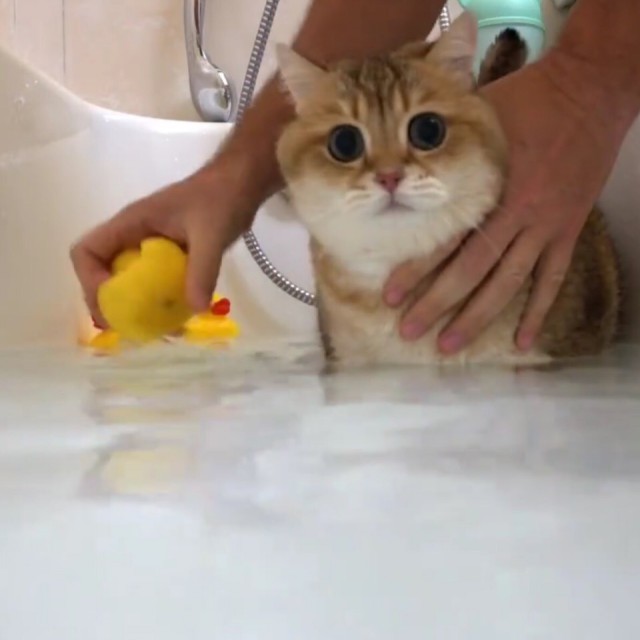 Забавные фото котеек