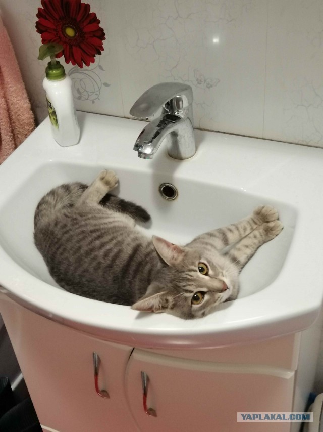 Как объяснить коту, что...