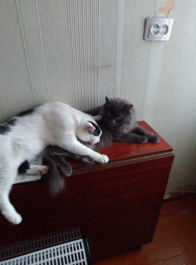 Эти забавные животные