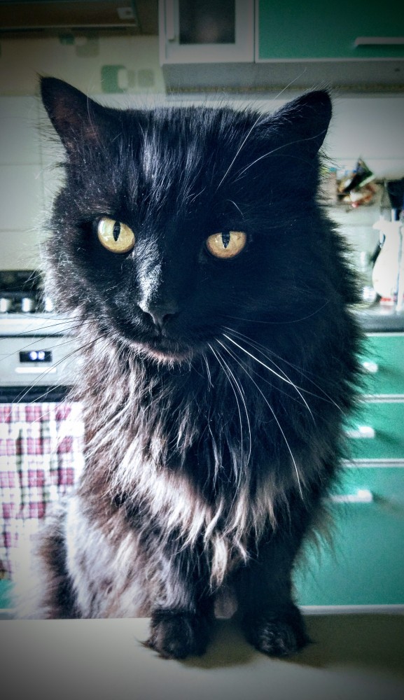 Котовторник